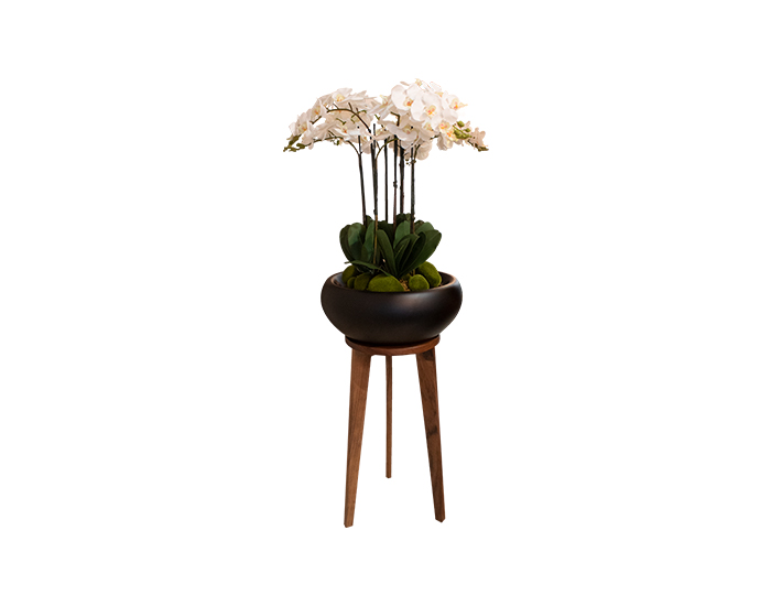 EXÓTICO FER ORQUÍDEAS BASE VIDRIO NEGRO MATE PATAS PAROTA SÓLIDA (2 PZS)